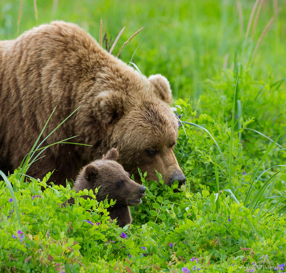 Brown Bear Mother with Cub - Lake Clark NP, AK