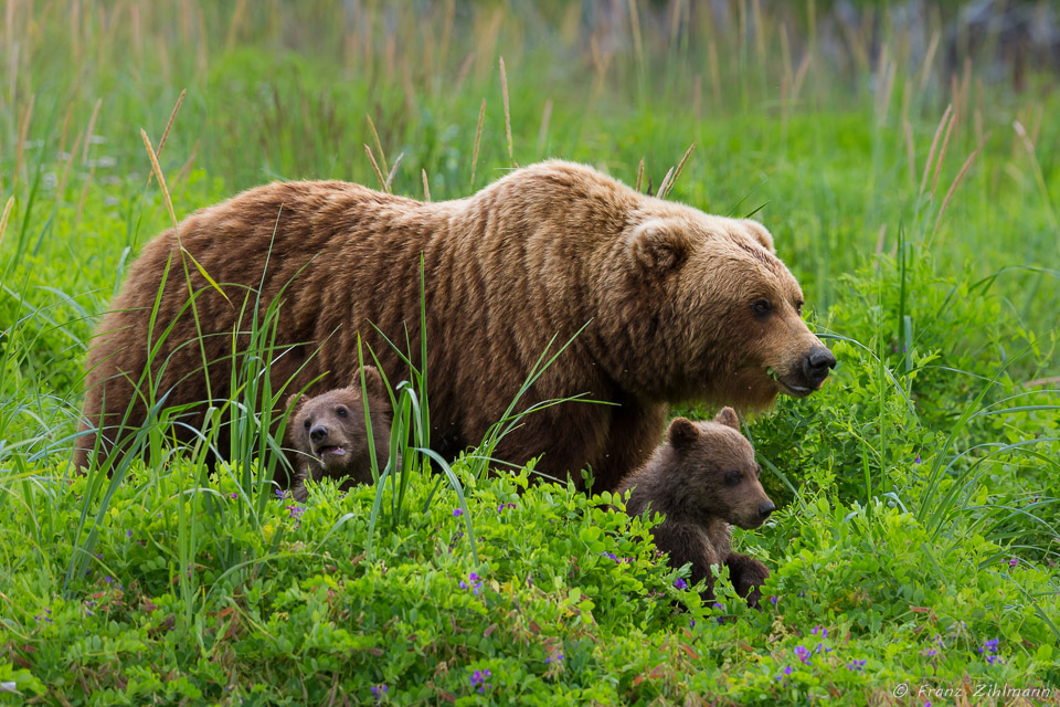 Brown Bear Mother with Cubs - Lake Clark NP, AK