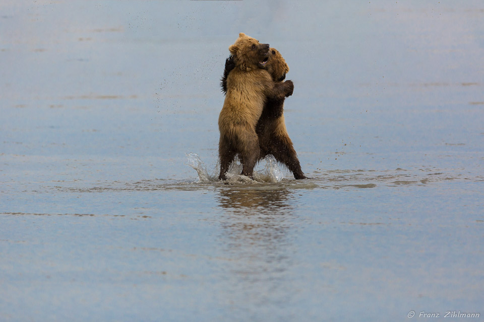 Two wrestling juvenile Brown Bears - Lake Clark NP, AK