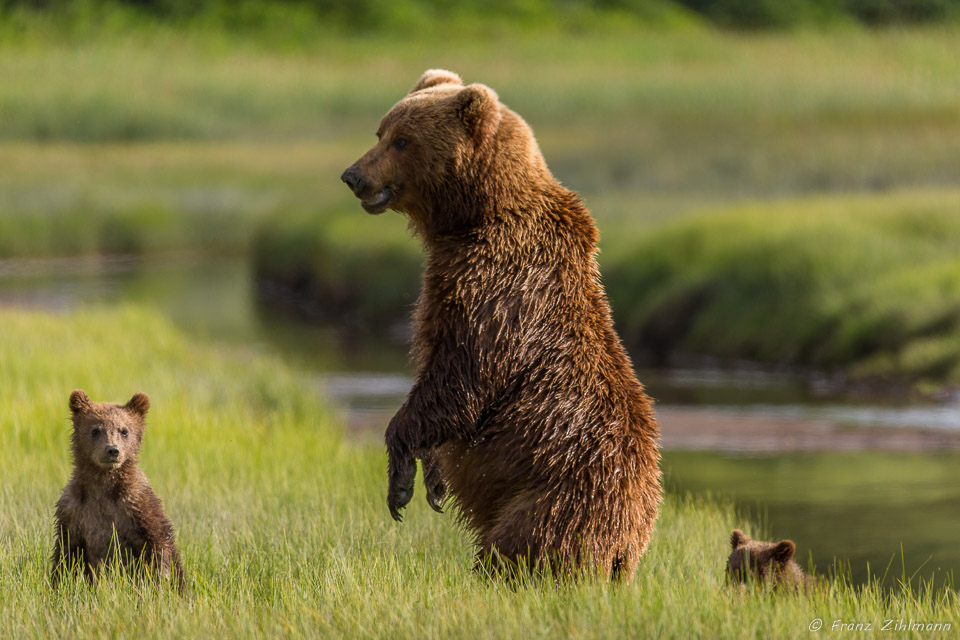 "What do yo see Mom?".....Brown Bear Mother with Cubs - Lake Clark NP, AK