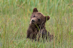 "Am I cute or what?".....Brown Bear Cub - Lake Clark NP, AK