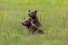 Curious Brown Bear Cubs - Lake Clark NP, AK