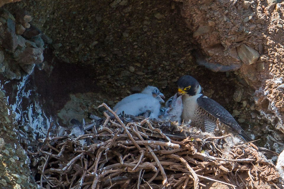 Peregrine Falcon Mother feeds Chicks