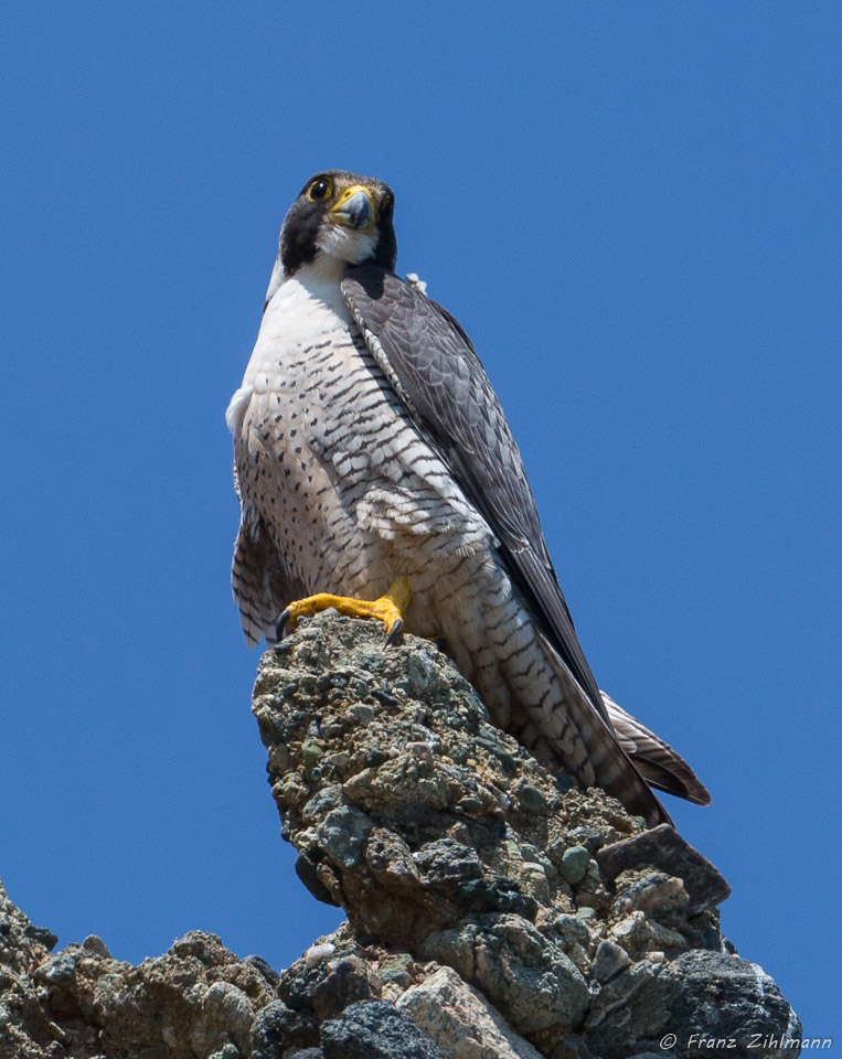 Peregrine Falcon