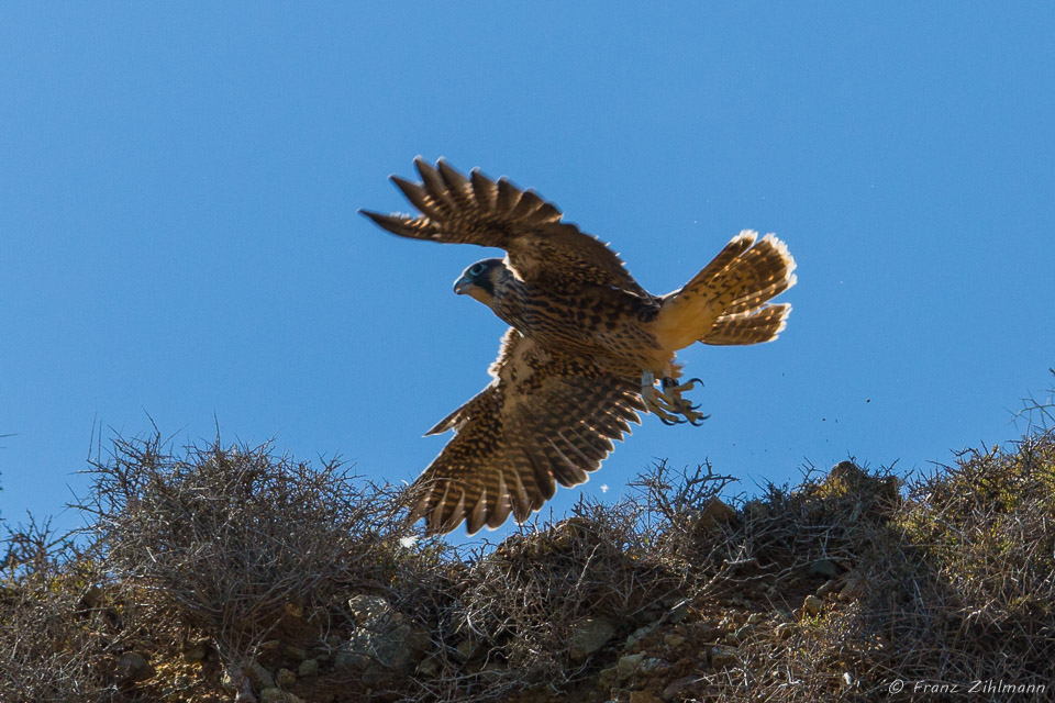 Juvenile Peregrine Falcon on her first flight