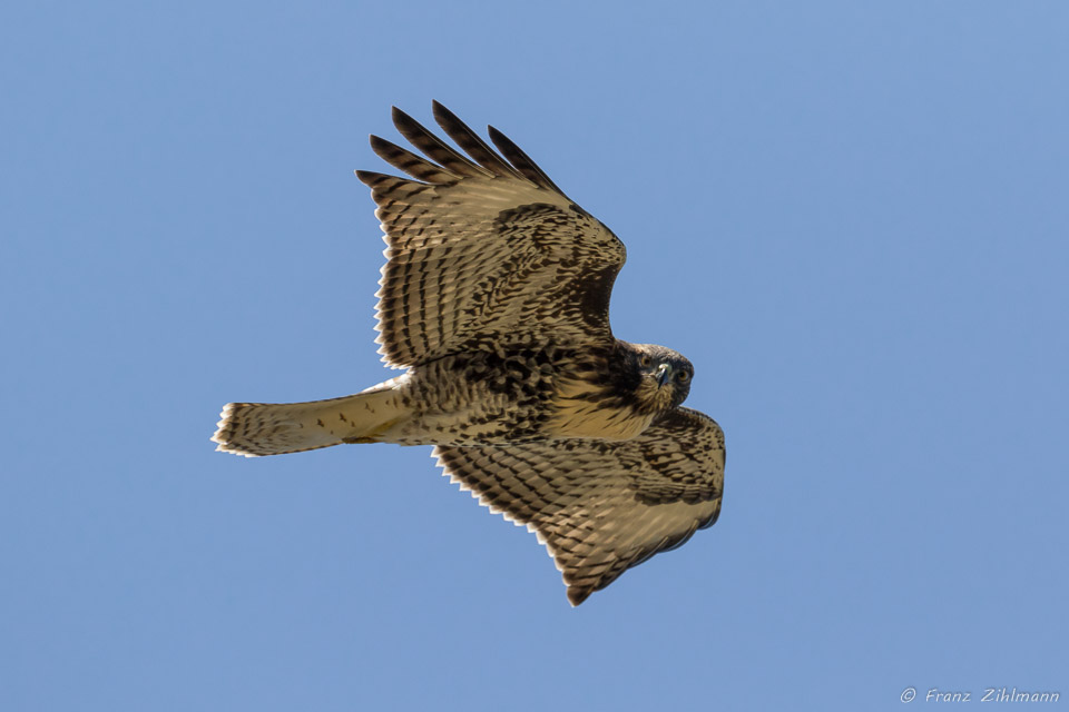 Juvenile Hawk - Dana Point, California