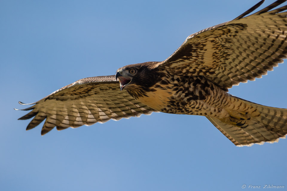 Juvenile Hawk - Dana Point, California