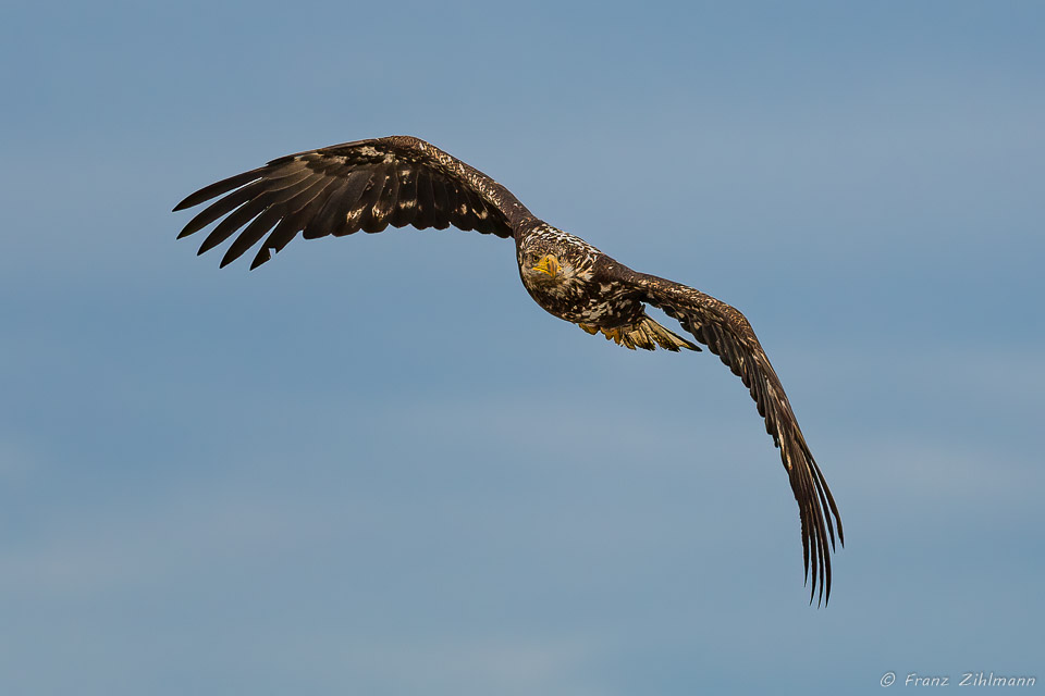 Fishing Juvenile Bald Eagle - Lake Clark NP, AK