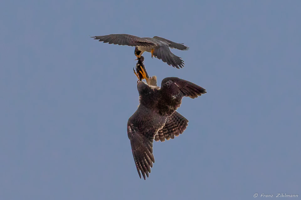 Food Exchange - Peregrine Falcon Dad and Mom