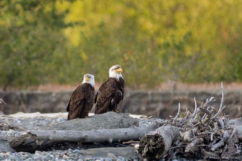 Maturing Eagles - Chilkat River, AK
