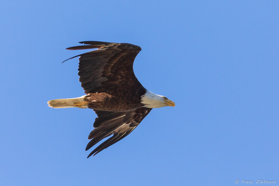 Eagle in flight - Haines, AK