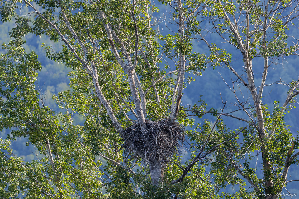 Eagle Nest - Chilkat River, AK