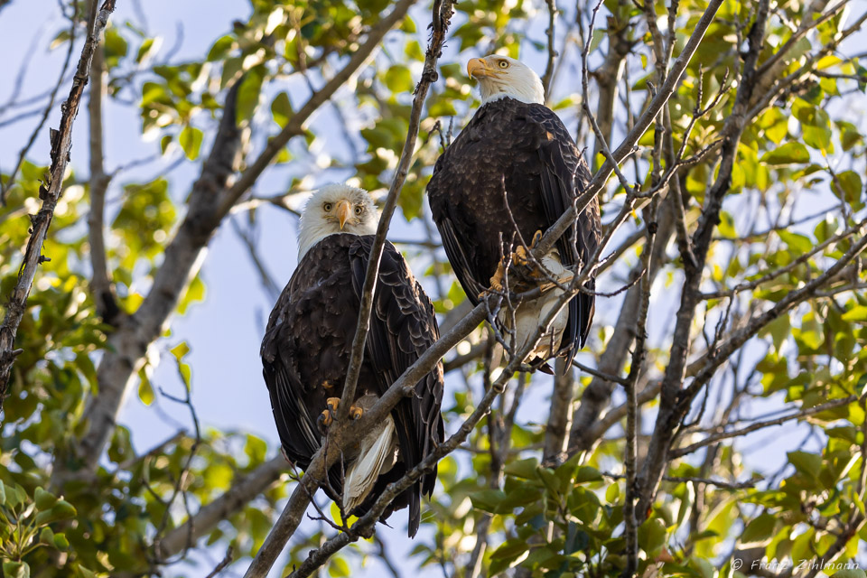 Perched Eagle Pair - Chilkat River, AK