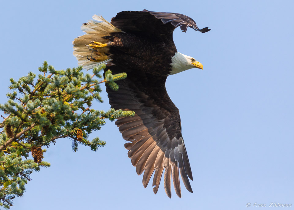 Eagle diving for a fish - Haines, AK