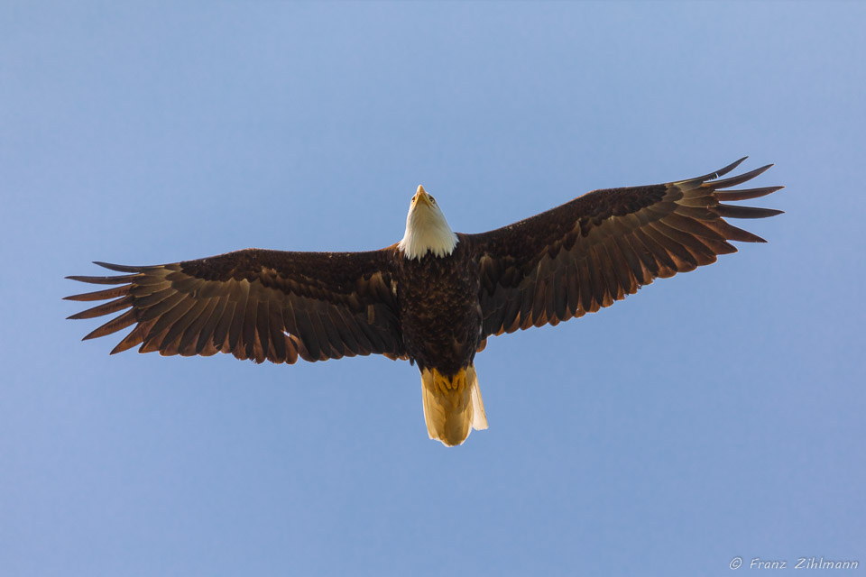 Eagle in flight - Haines, AK