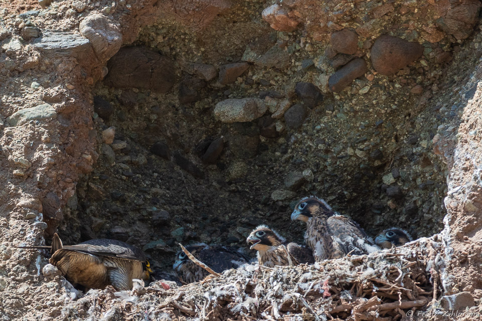 Peregrine female feeding baby chicks