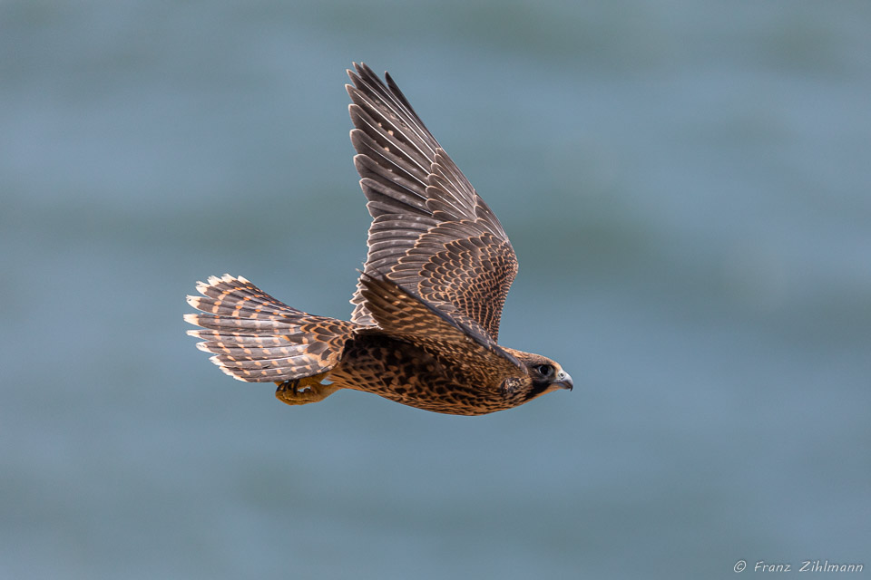 Peregrine juvenile in flight