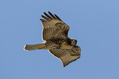 Juvenile Hawk - Dana Point, California