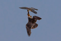 Food Exchange - Peregrine Falcon Dad and Mom