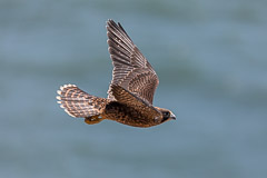 Birds of Pray