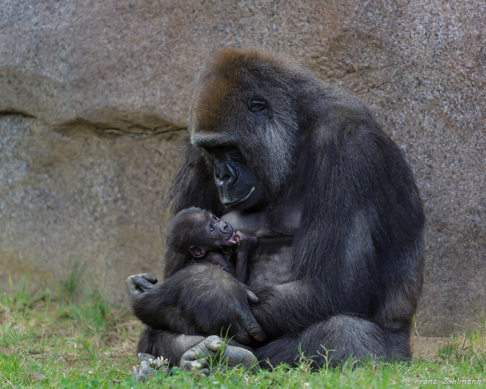 Gorilla Mom with Baby - San Diego Zoo Safari Park
