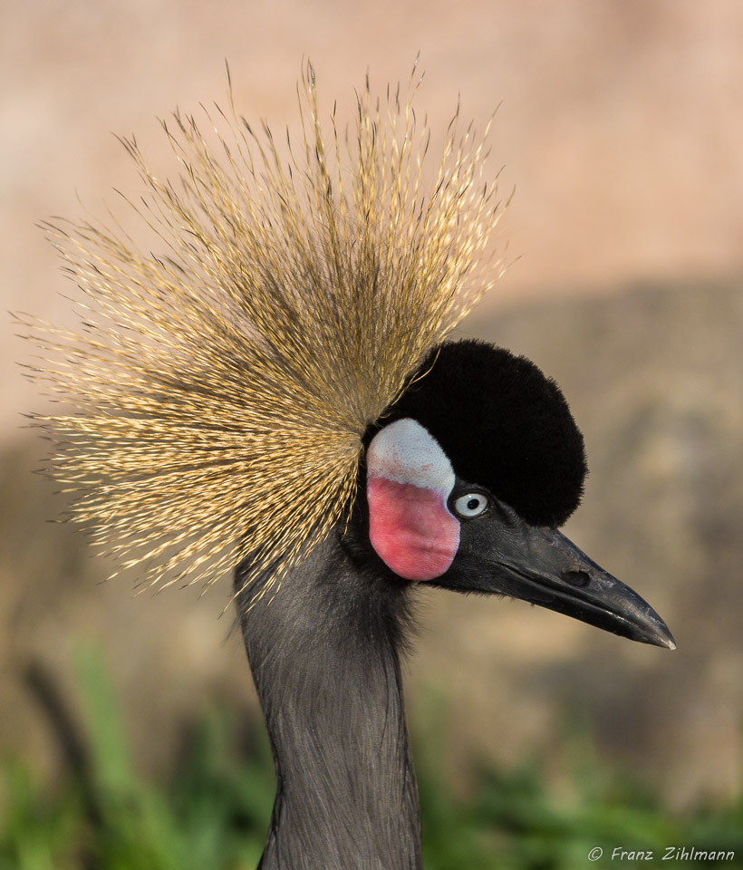 African Crowned Crane - San Diego Zoo Safari Park