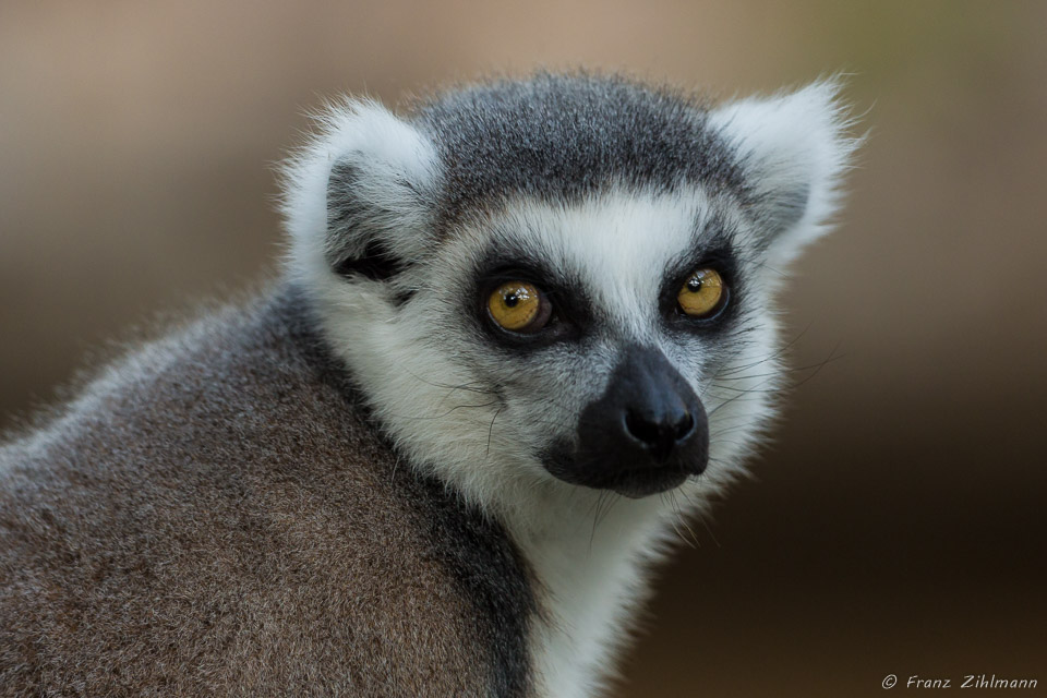 Lemur - San Diego Zoo Safari Park