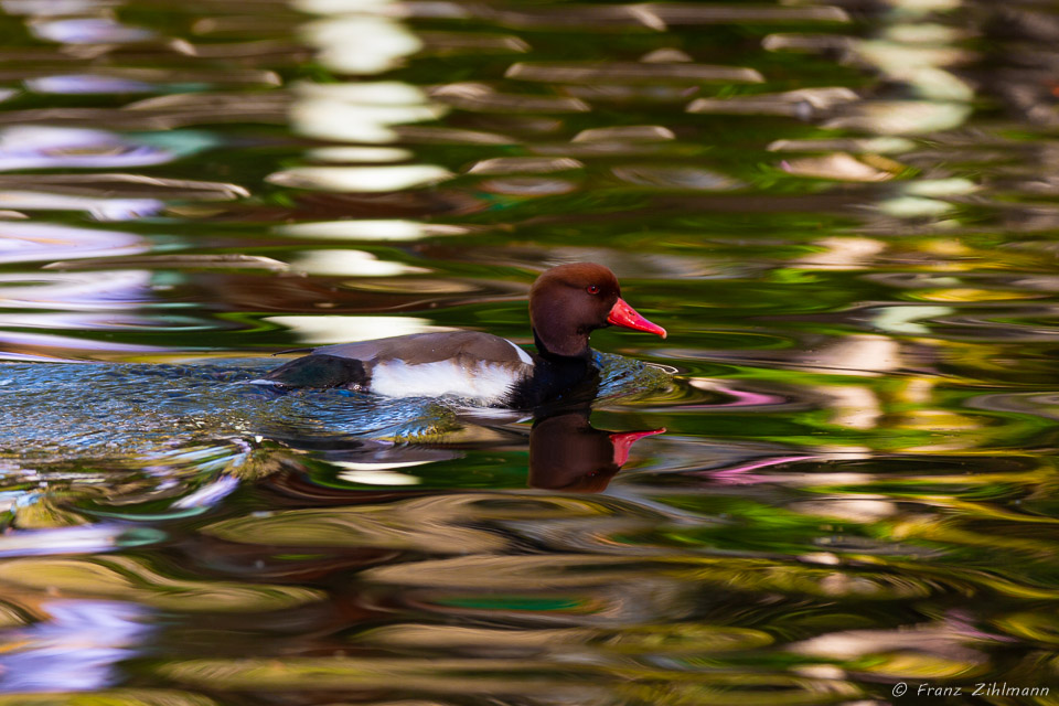 Red-crested pochard - San Diego Zoo Safari Park