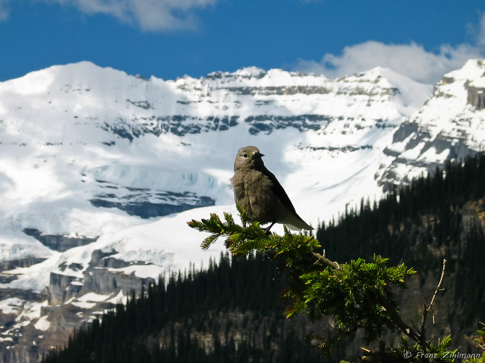 Banff National Park