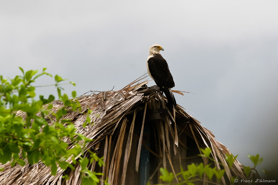 Brazil-Santarem-Amazon-Excursion-058.jpg