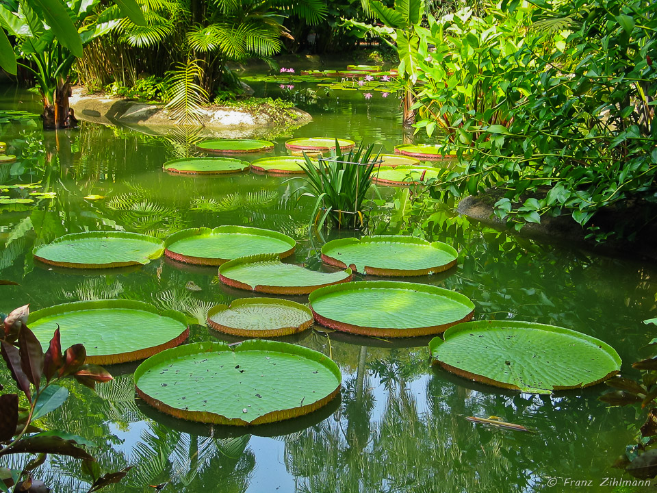 Botanical Garden – Singapore
