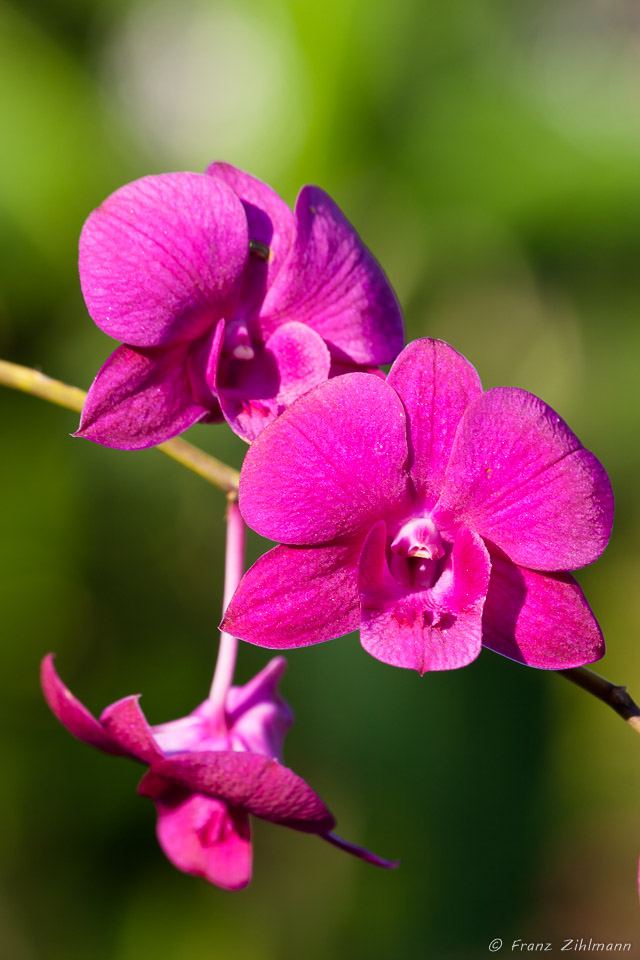 Orchid