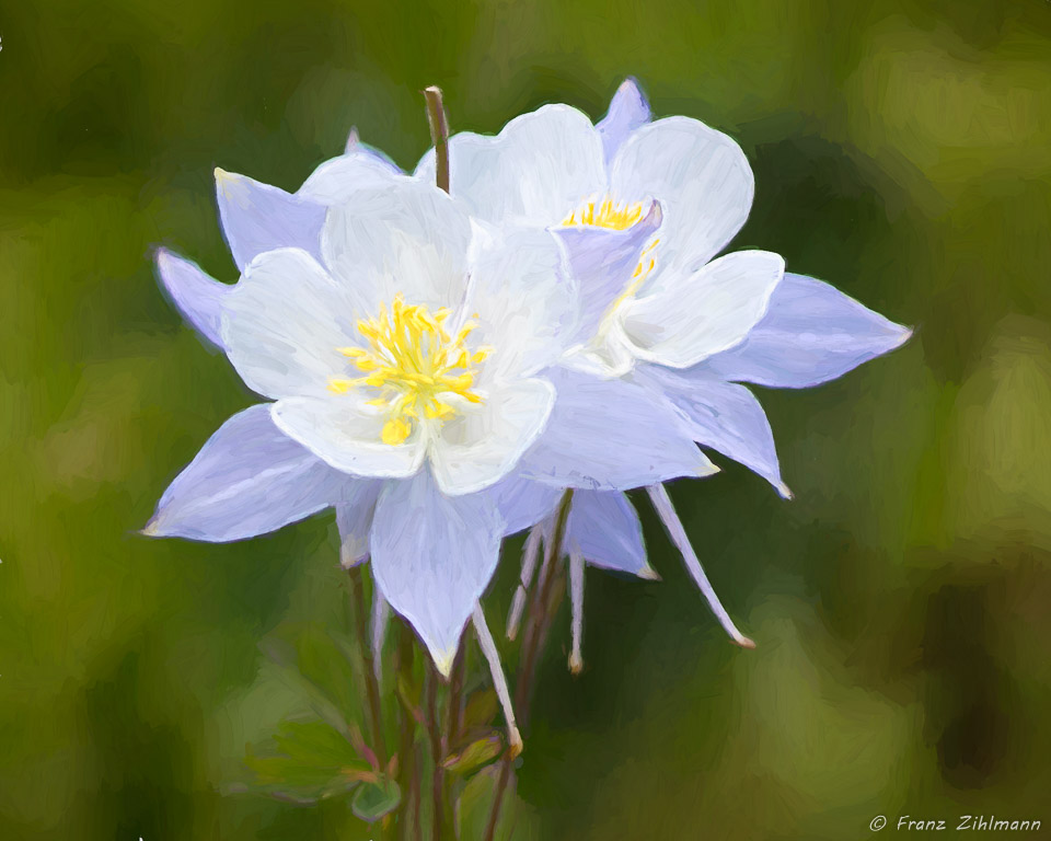 Columbines  at Washington Gorge Road - Crested Butte, CO